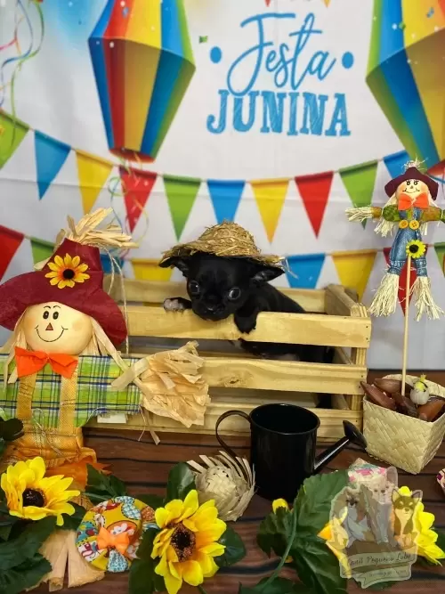 Filhote destinado apenas para companhia.